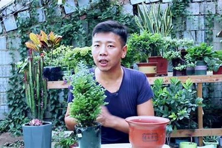 家里养的绿植发出来新杆就断是不是不好