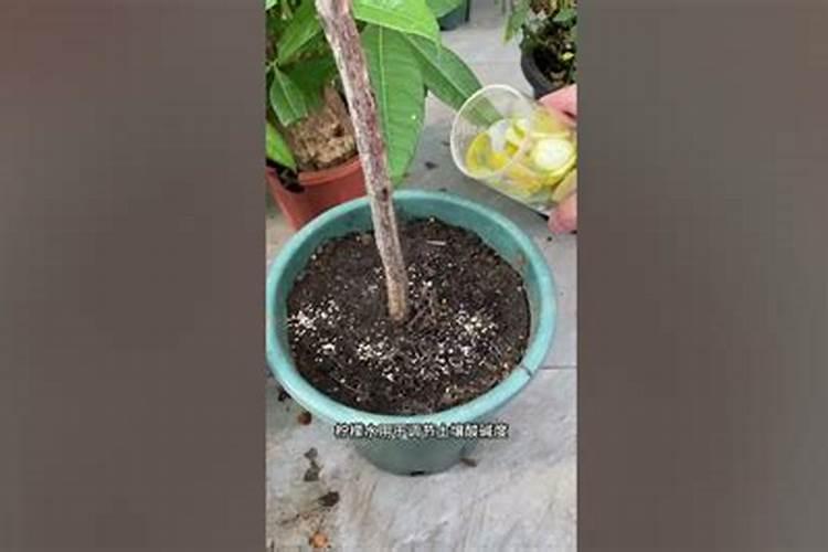 绿植 蔬菜的种植过程