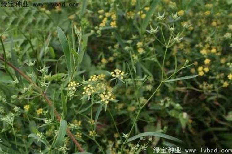 1克氯化钾里面,到底含钾多少mmol呢