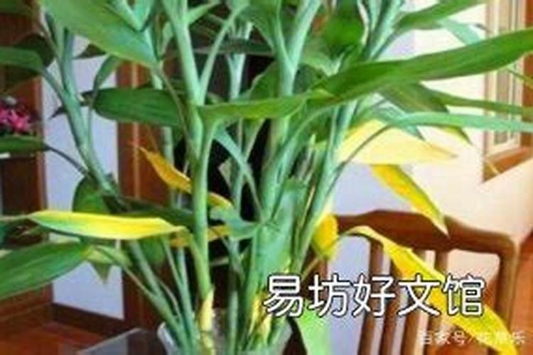 富贵竹叶子发黄怎么办
