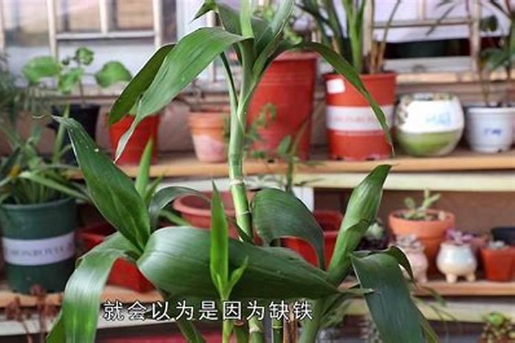 富贵竹长根了叶子发黄怎么挽救