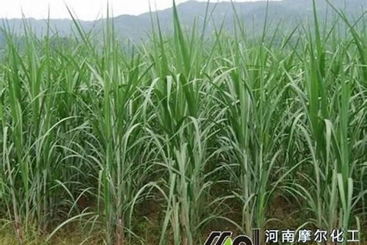 甘蔗又粗又长怎样施肥 甘蔗又粗又长如何施肥