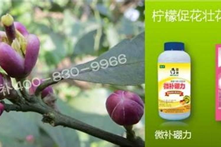 荔枝树春梢萌发冲梢怎样促花？