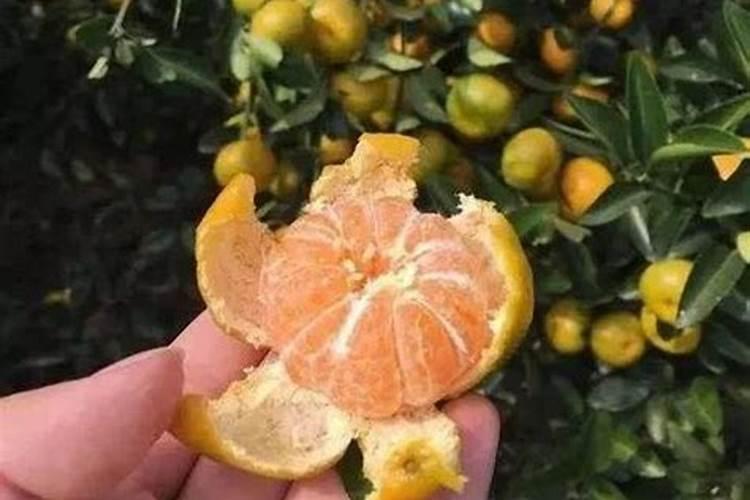 柚子皮怎么做花肥