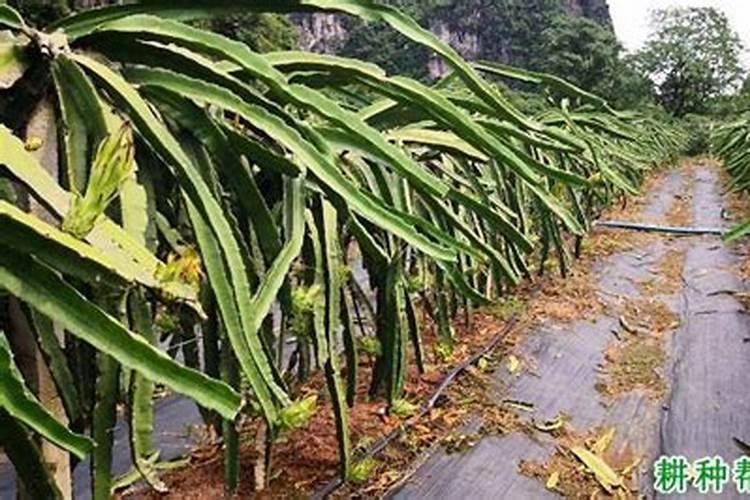 火龙果如何施肥