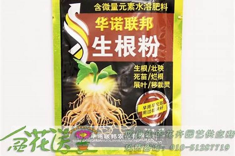 脐橙可以在家里种吗