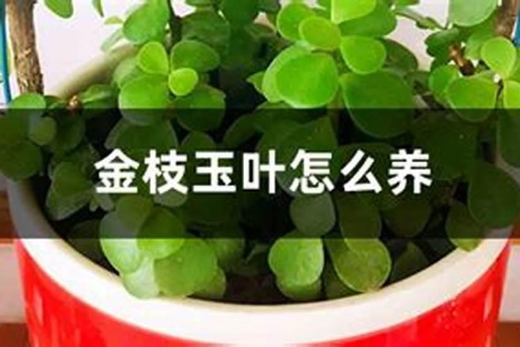 金枝玉叶不开花怎么办