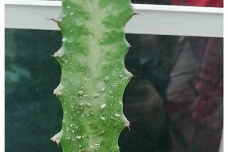 龙骨花怎么施肥