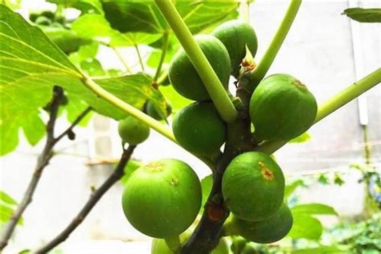 无花果施肥用什么肥料