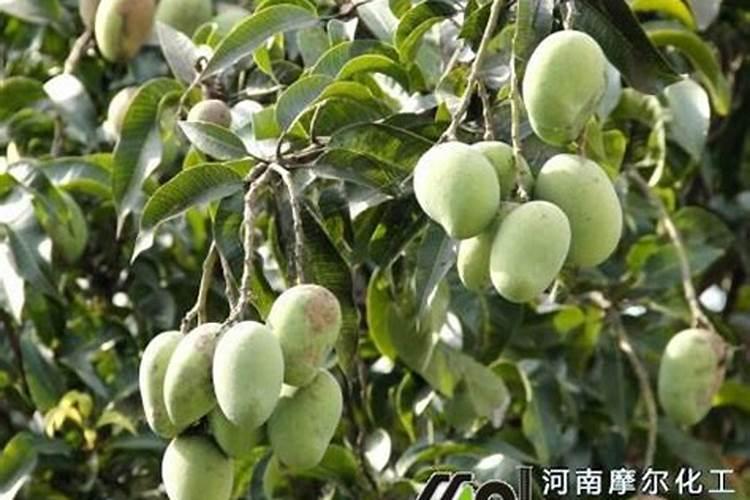 梅花盛开时如何保护梅花和果实？