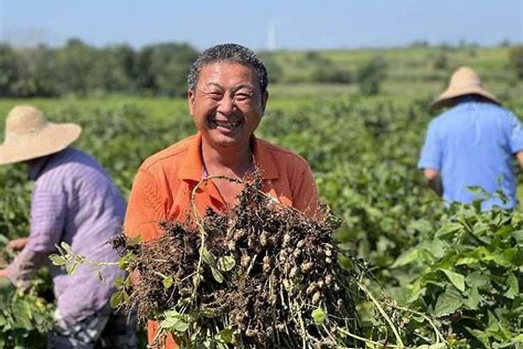 花生硼肥什么时间施用