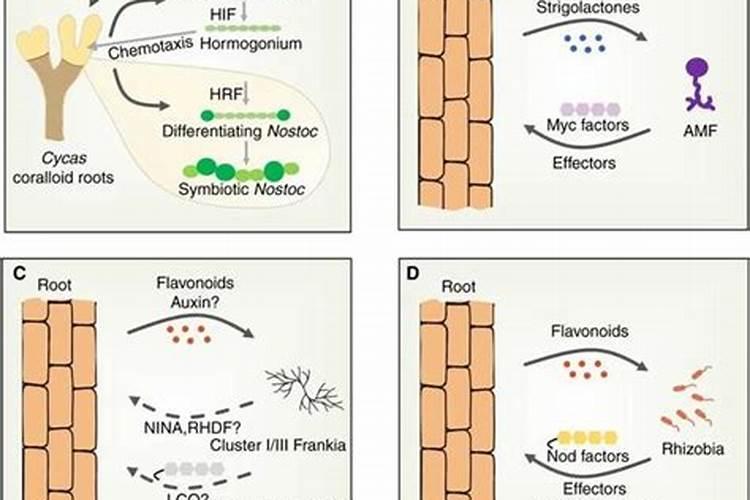 不能重茬的疏菜