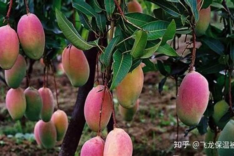 葡萄小苗用什么肥长得快