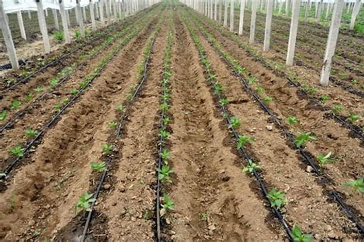 葡萄膨果期用什么肥料,种植葡萄该如何施肥
