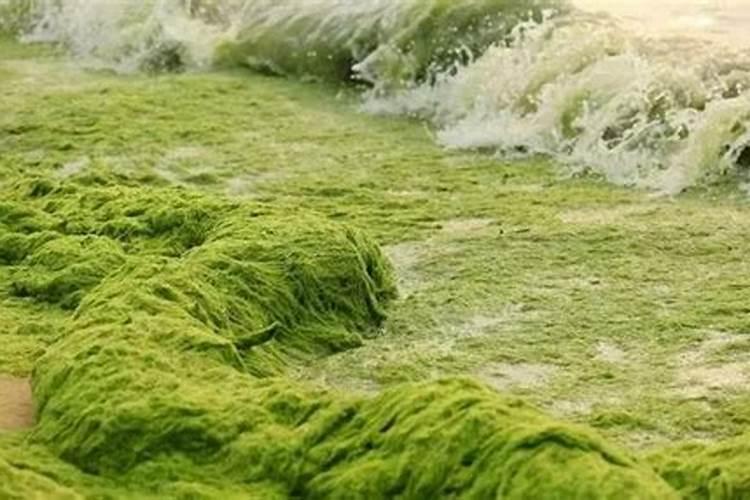 海藻精对植物的作用(肥料海藻精使农作物提早成熟提高产量)