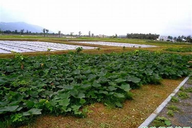 南瓜需要施什么肥料(一般种植南瓜什么时候施肥方法)