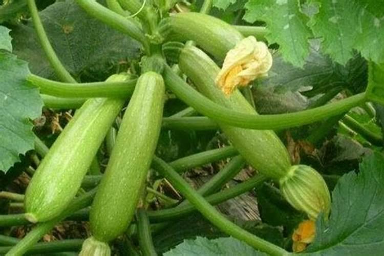 施钙肥哪时候最合适 钙肥最佳施肥时间