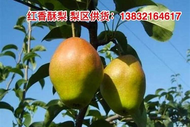 四月份酥梨如何管理