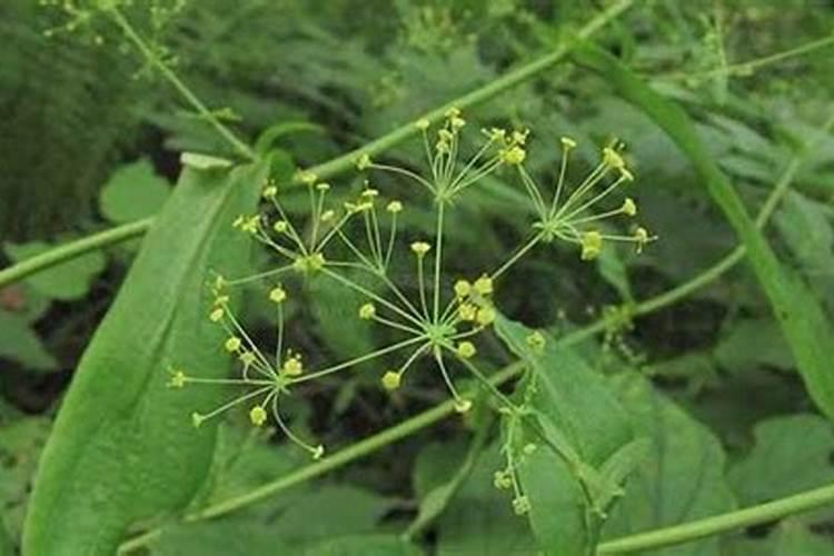 柴胡苗后打什么除草剂不伤苗