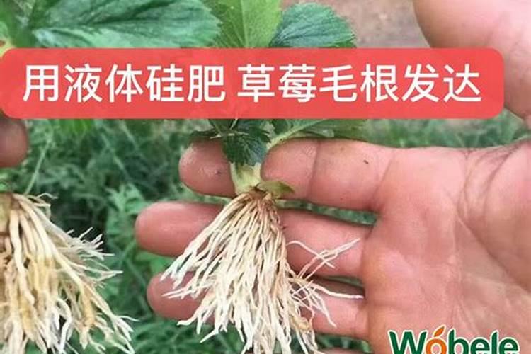 硅肥的施用范围？