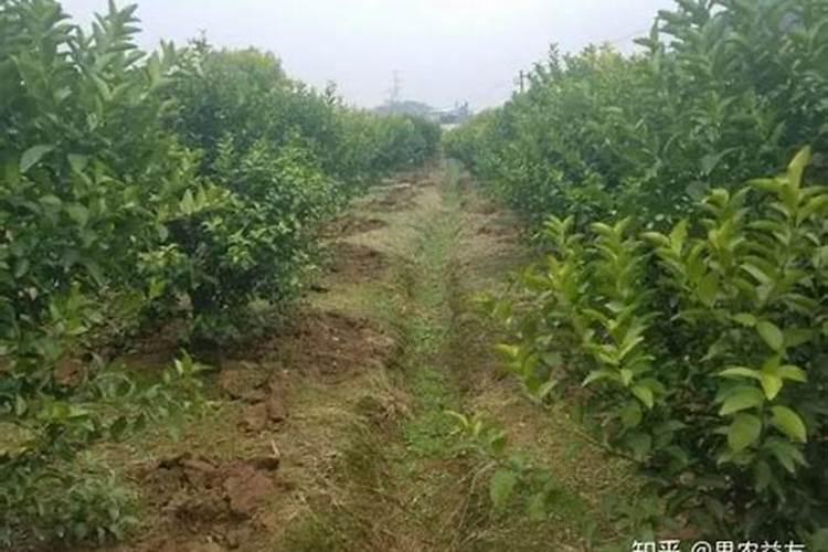 农作物硼肥中毒怎么办