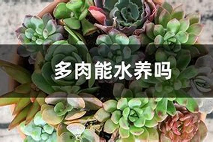 肉肉水培生根的方法(肉肉水培生根指南,轻松培育多肉植物新生命)百度...