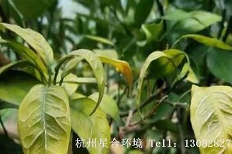 花卉缺肥的几种表现