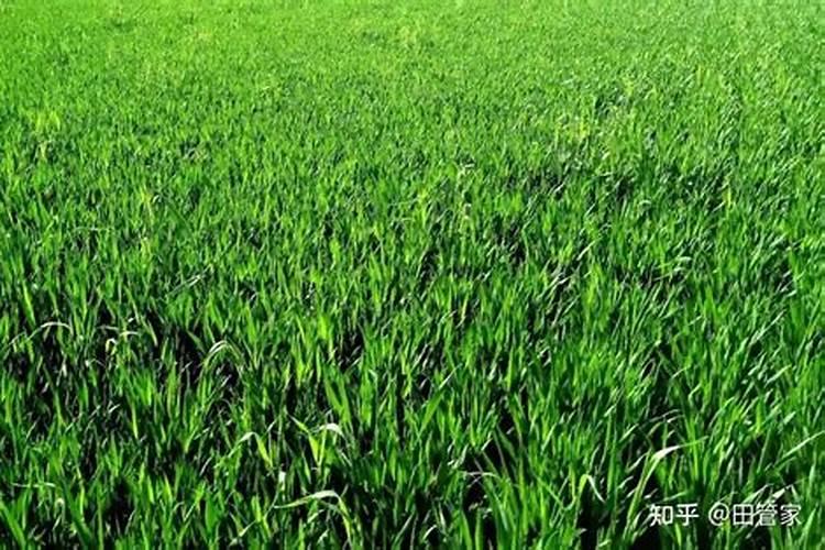 麦子肥料犟地里停几天浇水可以吗？