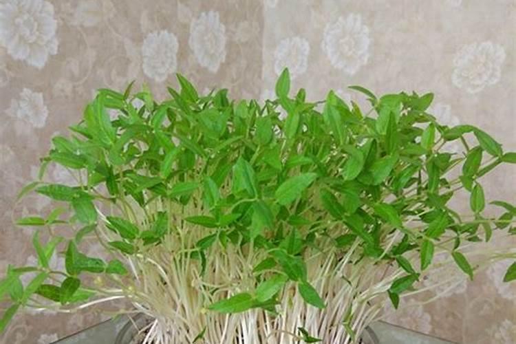 豆芽放在土里可以给其他植物增加养分吗？