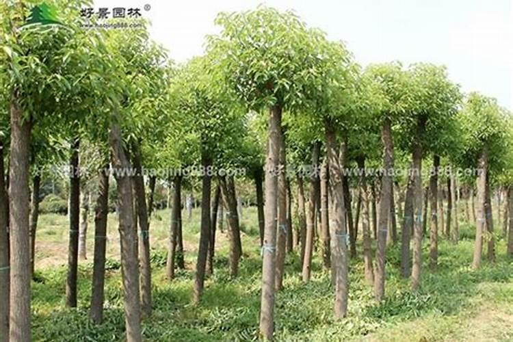 香樟树的种植栽培技术