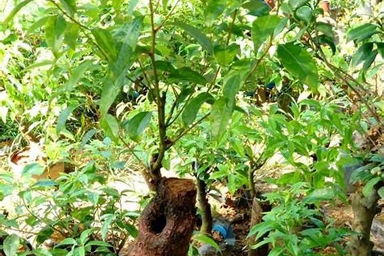 6公分香樟树多少钱一棵