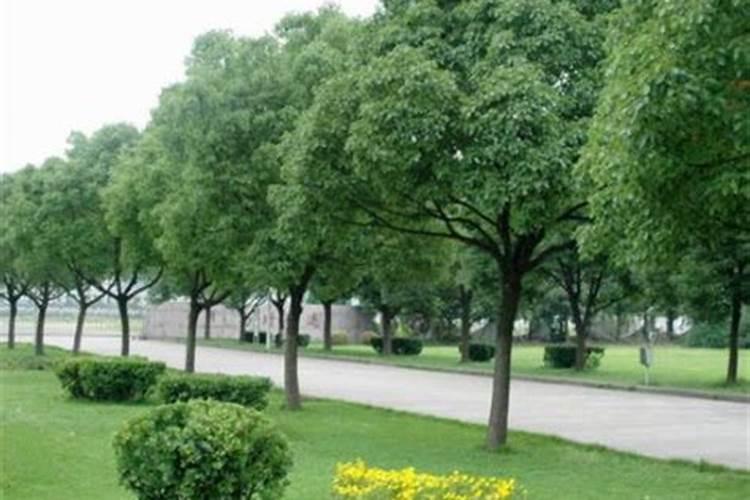 合欢树苗介绍