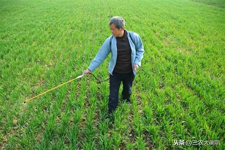 打了除草剂第二天能撒肥料吗