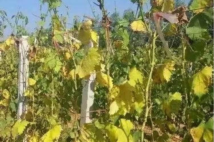 葡萄树怎样施肥葡萄树如何施肥