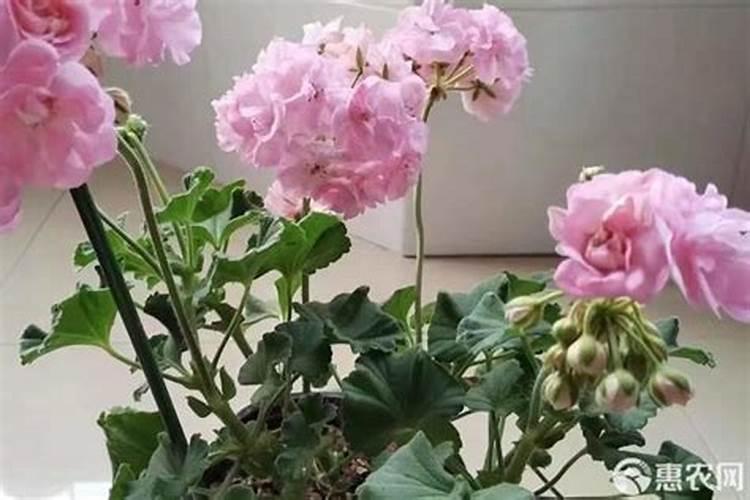 棉花要怎么施肥呢？