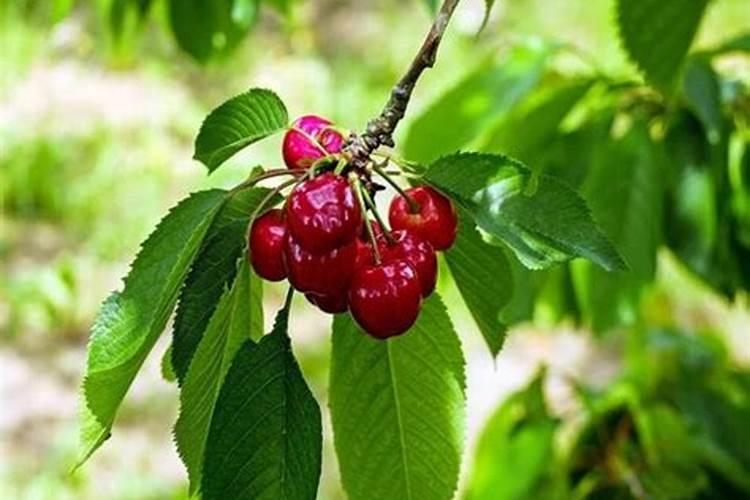 大樱桃花前和花后,打那些药能够提高做果,也不伤害果树长