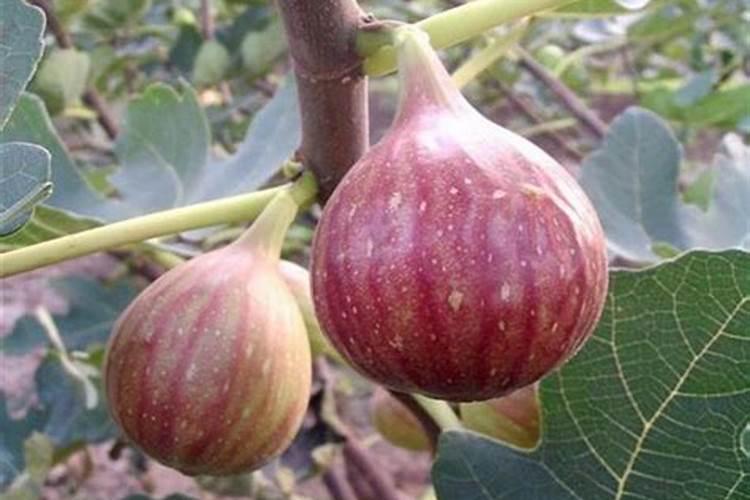 无花果如何施肥