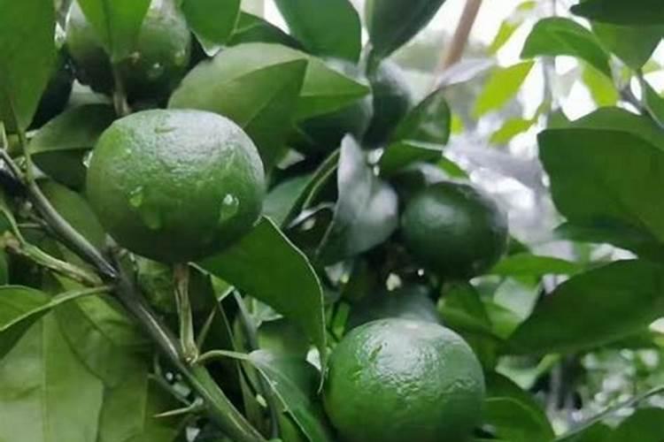 柑橘树可不可以施液态氮叶面肥？