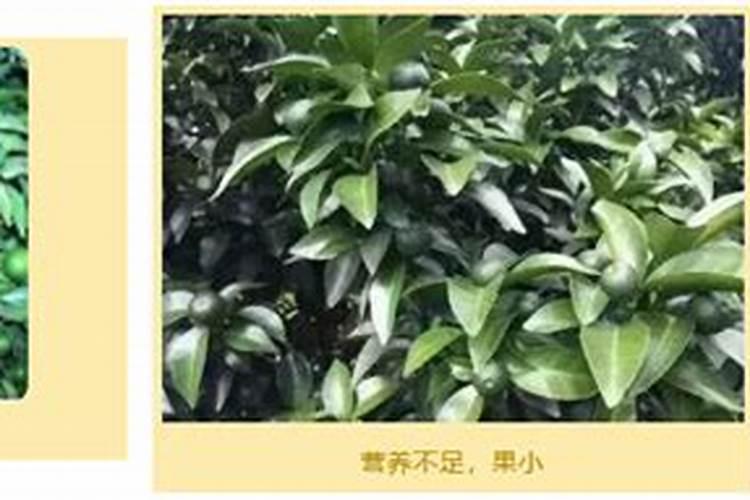 让果实膨大用什么肥料好