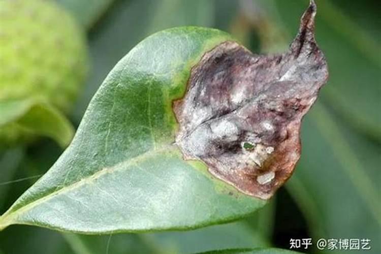 鱼蛋白肥料的使用技巧