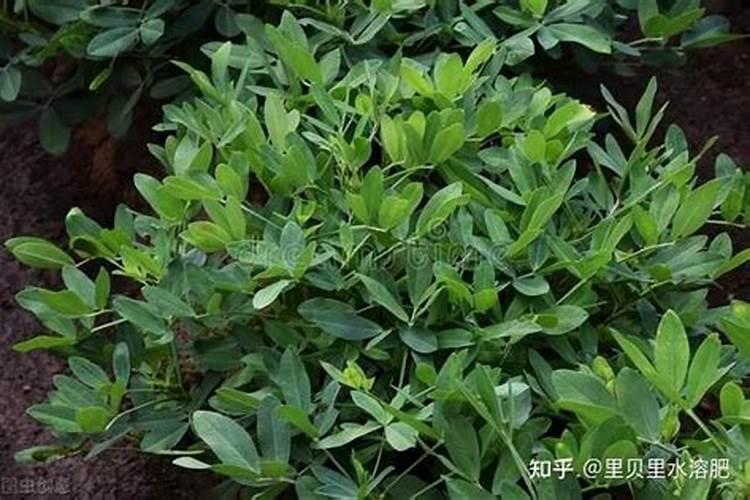 磷肥可分为哪几类？常用的磷肥有哪些品种？