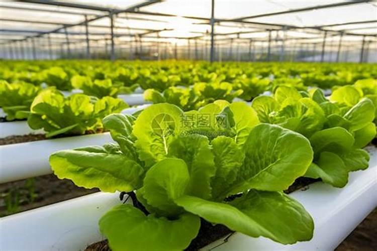 种青菜如何正确施肥 正确做法