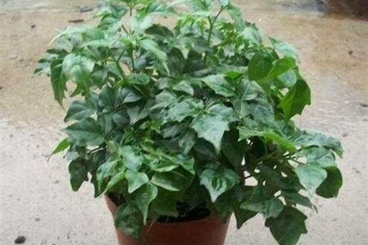 种植草莓水肥一体化技术