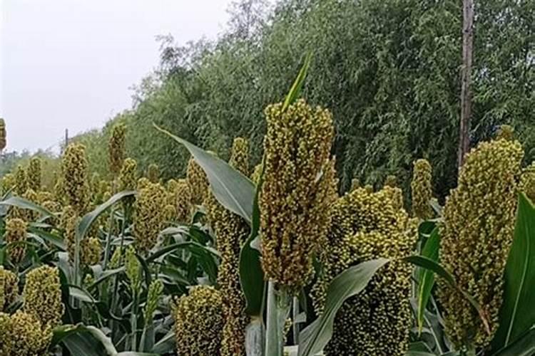 高粱移栽后几天施肥？