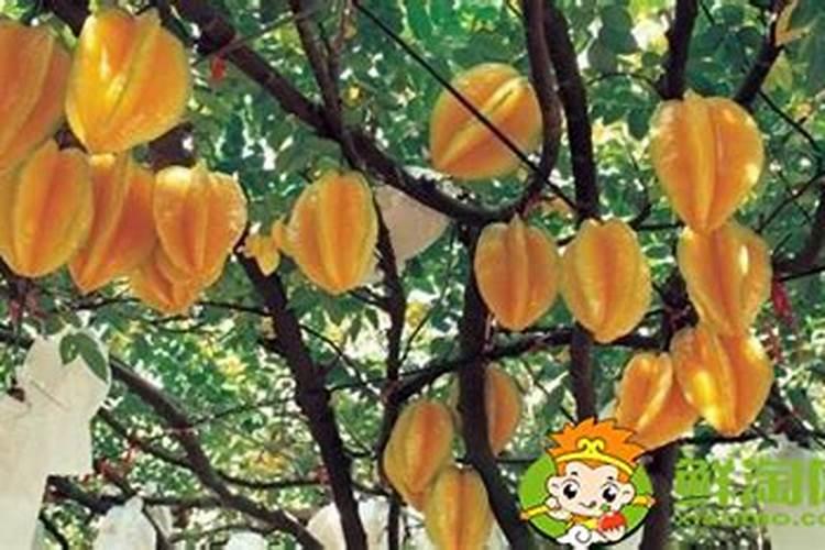种植杨桃如何施肥,施肥时间,水分管理