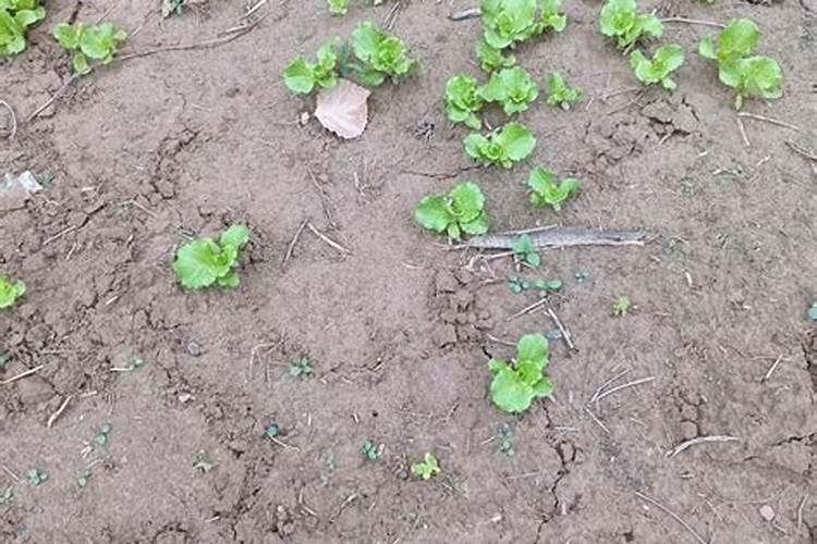 生菜种苗多久施肥 生菜种植多长时间需要施肥