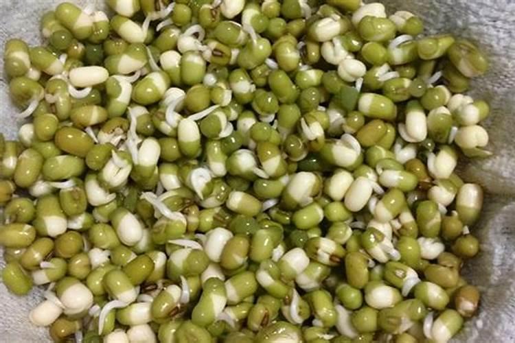 怎么让绿豆发芽？