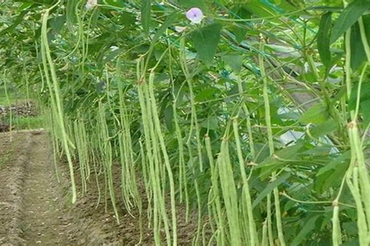怎样种植无架豇豆 详细的种植攻略在这里