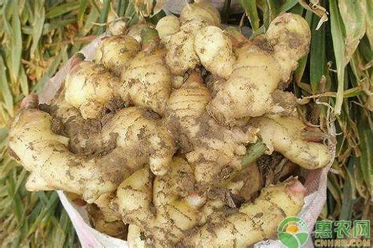 种生姜用什么肥料好