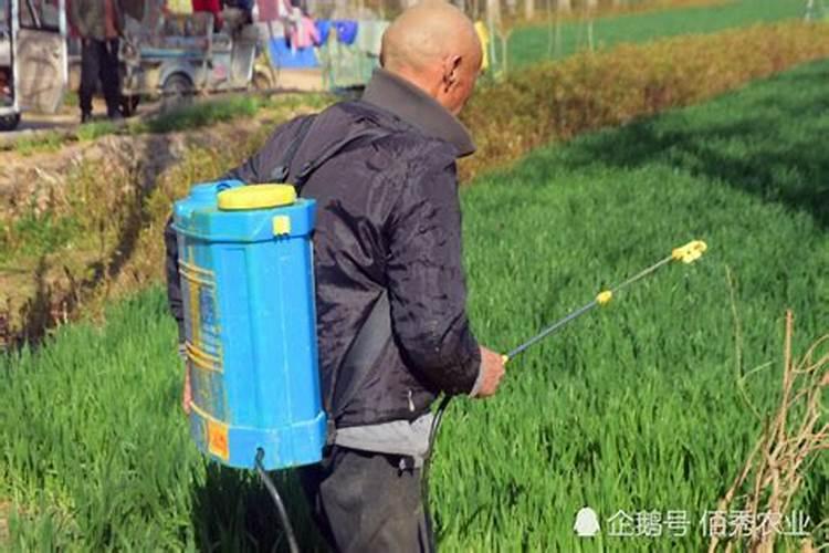 小麦拔节期打什么叶面肥最好